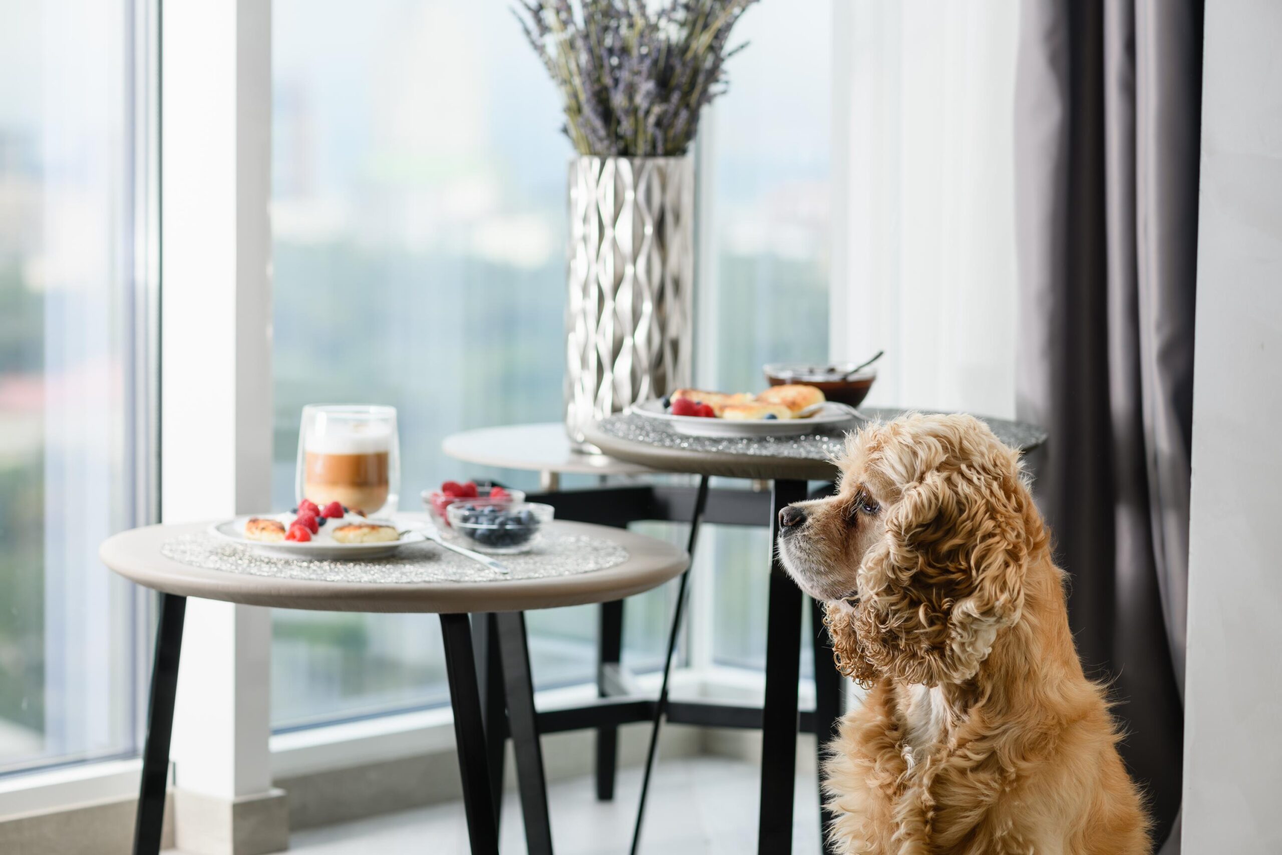 American Cocker Spaniel on the background of a table with a delicious breakfast.