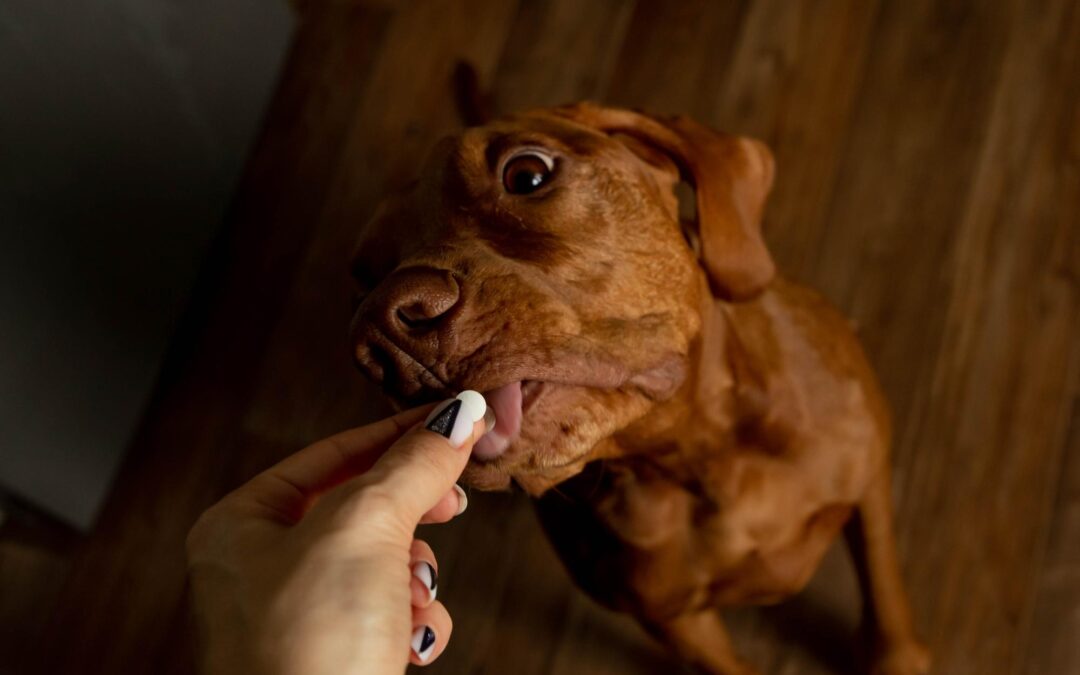 How to Choose the Right Long-Lasting Dog Chew for Your Best Friend (A Canadian Guide)