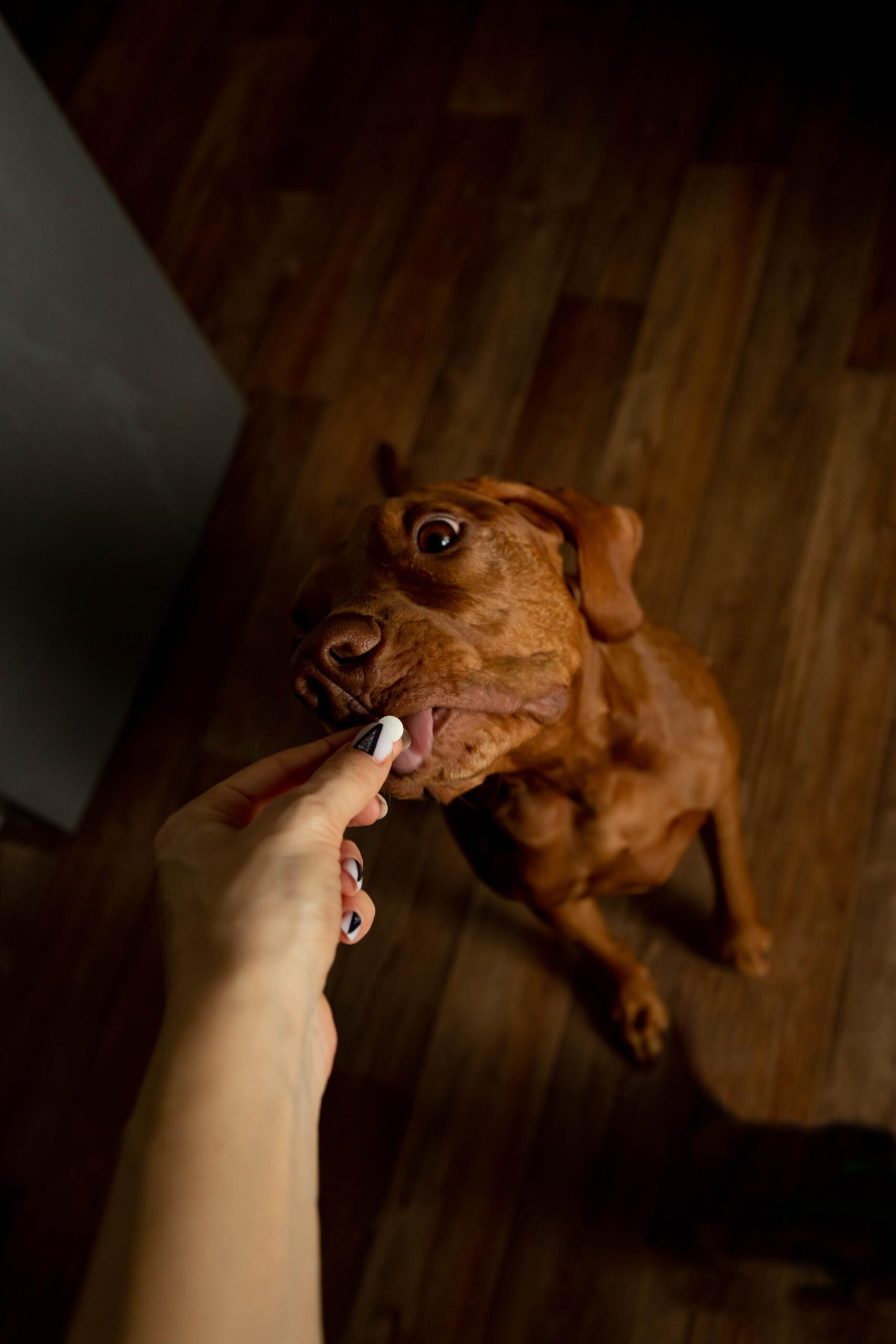Pill for dog in the hands of the owner or veterinarian