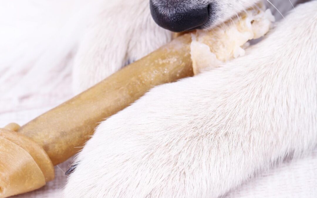 How to Choose a Long-Lasting Dog Chew That Truly Fits Your Pup!