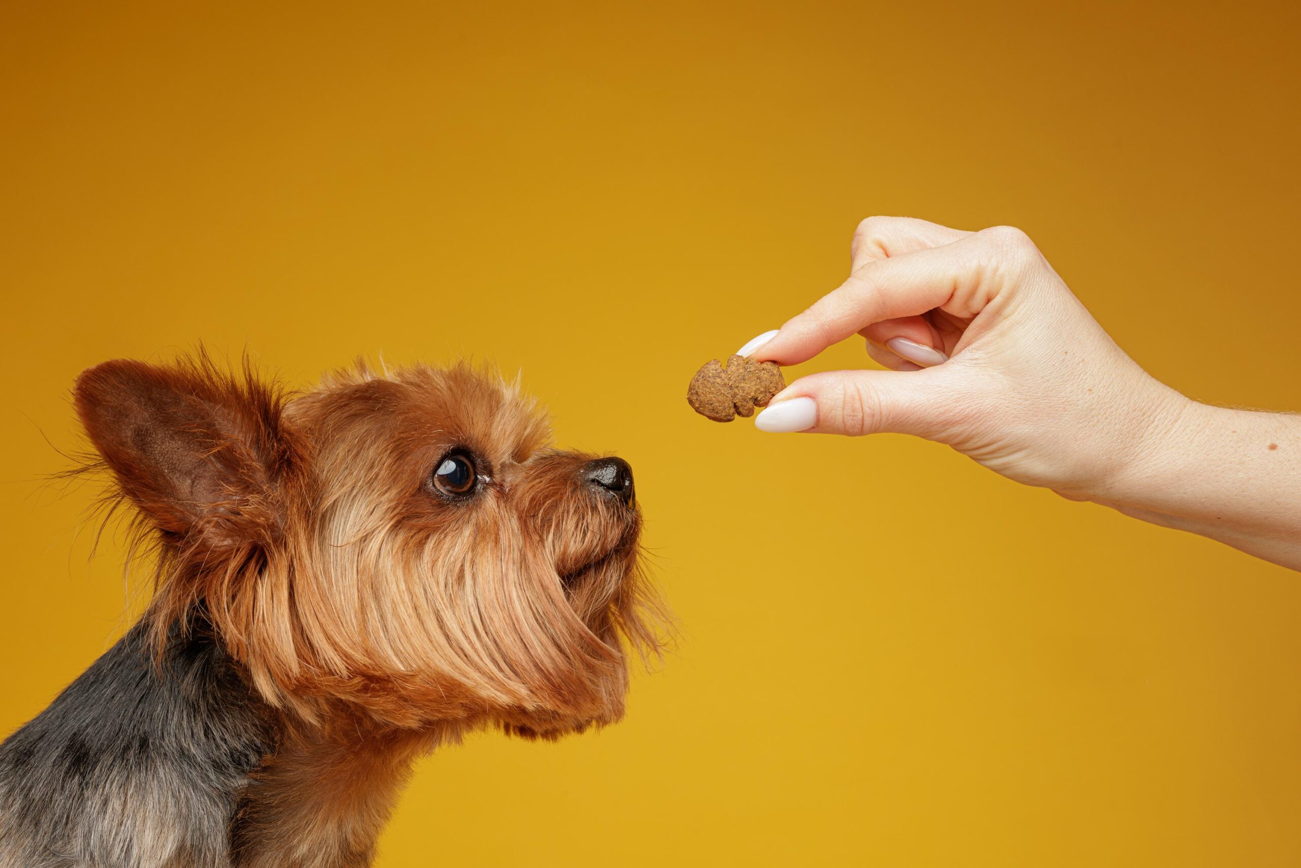 Yorkshire terrier looking at treat in human hand during feeding or training