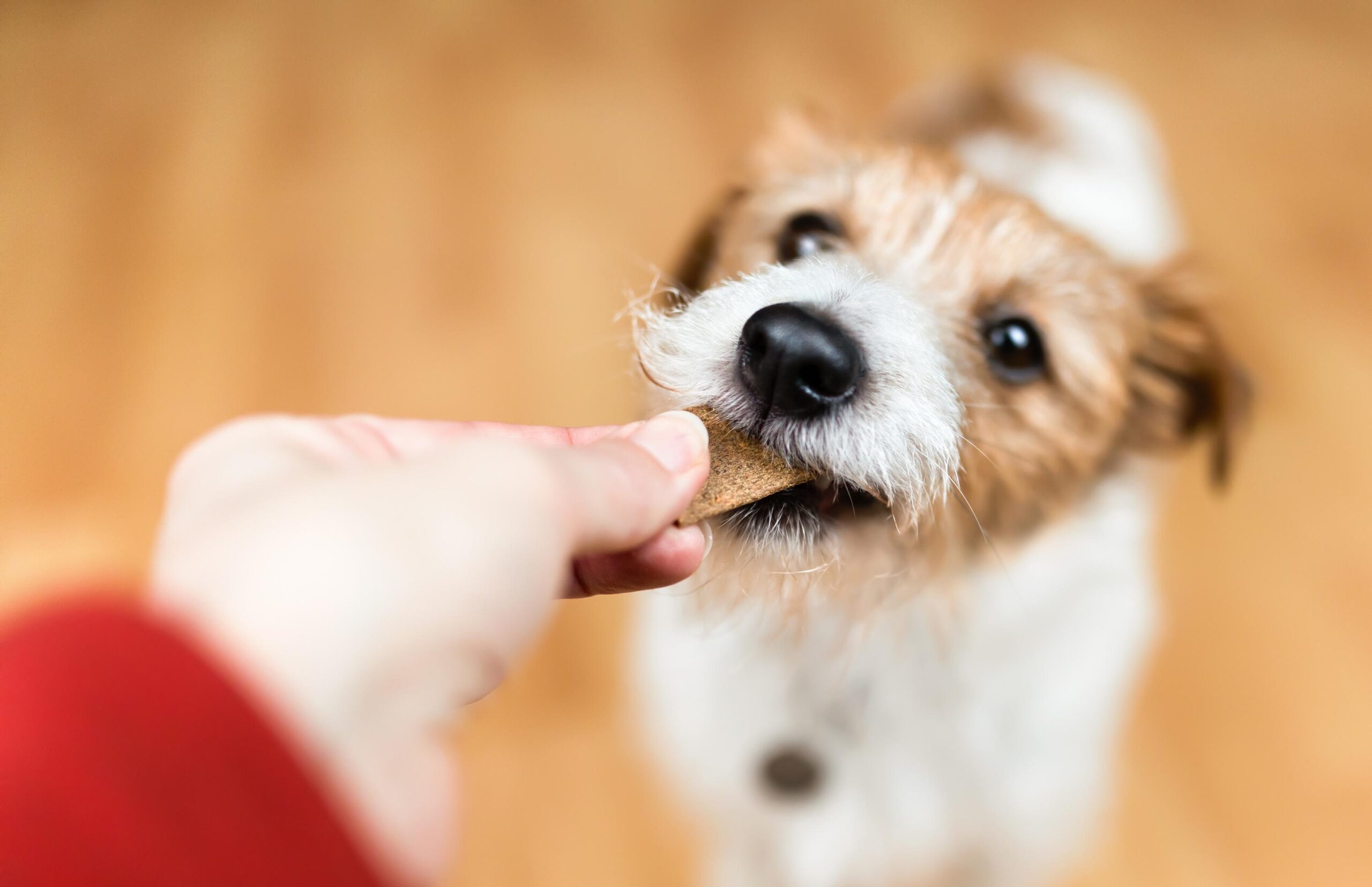 Hand giving snack treat to a healthy dog, pet dental care banner