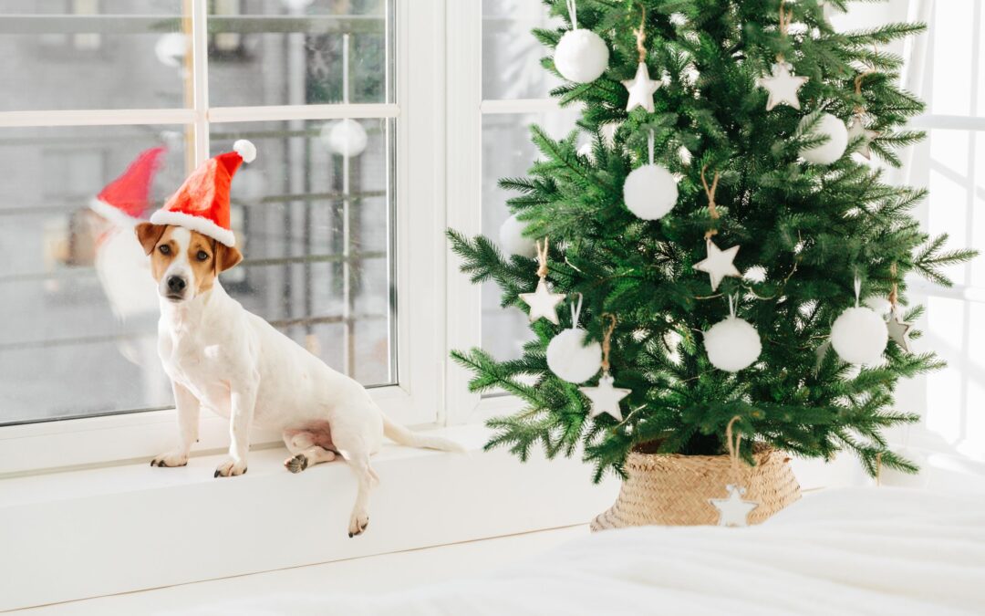 Why Buying Canadian Pet Products Makes Everyday Pet Care Easier