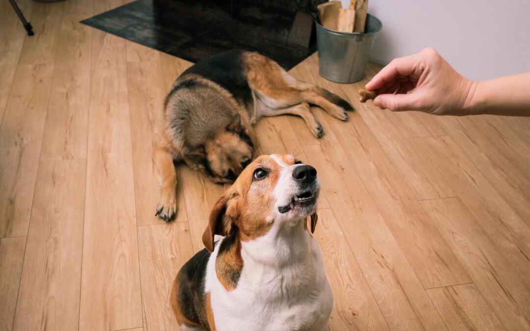 A Canadian Guide to Long-Lasting Dog Chews Worth Keeping On Hand