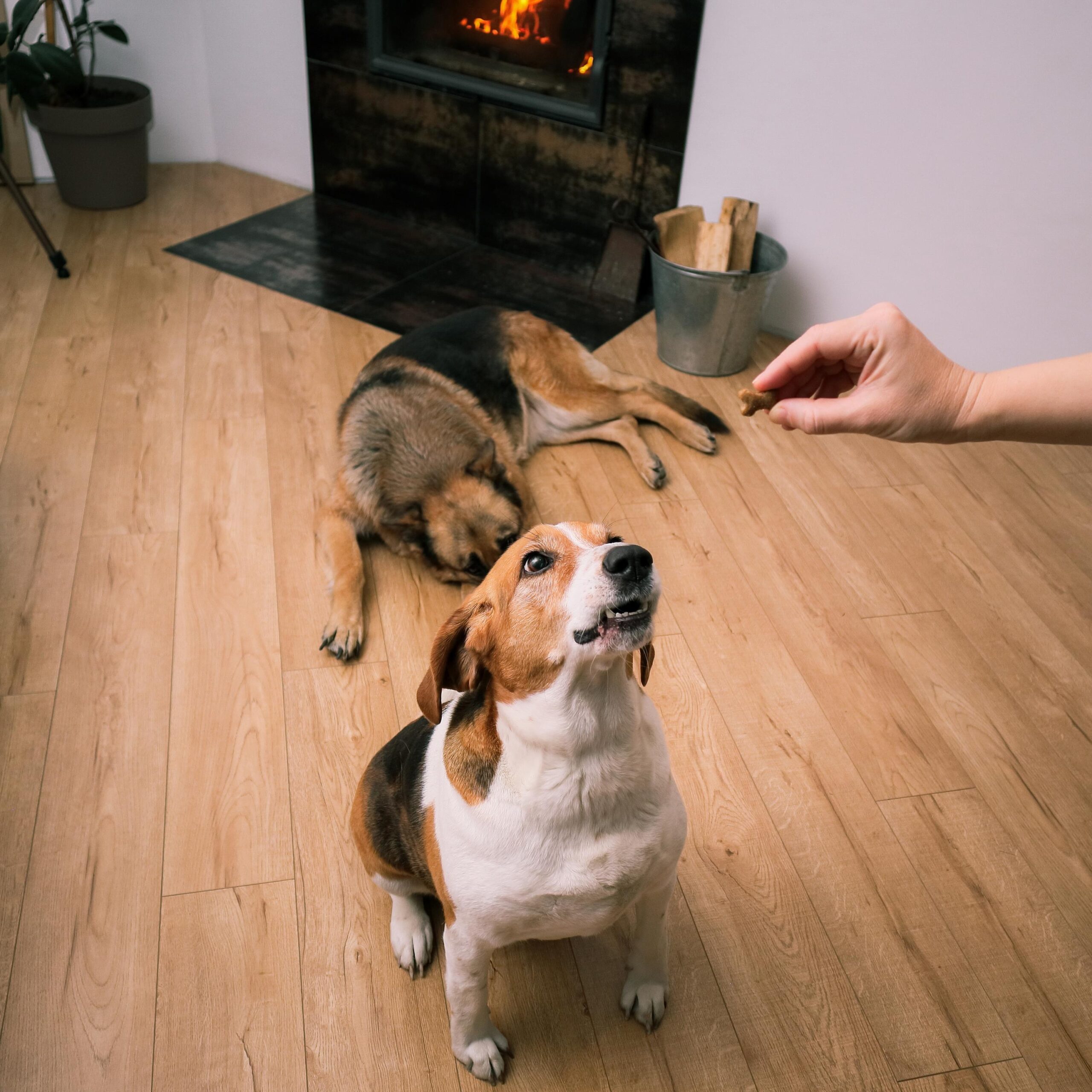 Owner giving a bone shaped treat to a beagle and a german shepherd sitting on a wooden floor