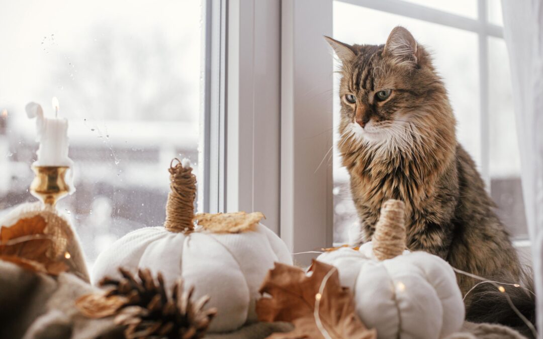 Fall For Canadian‑Made Treats! Refresh Your Pet Pantry With Confidence