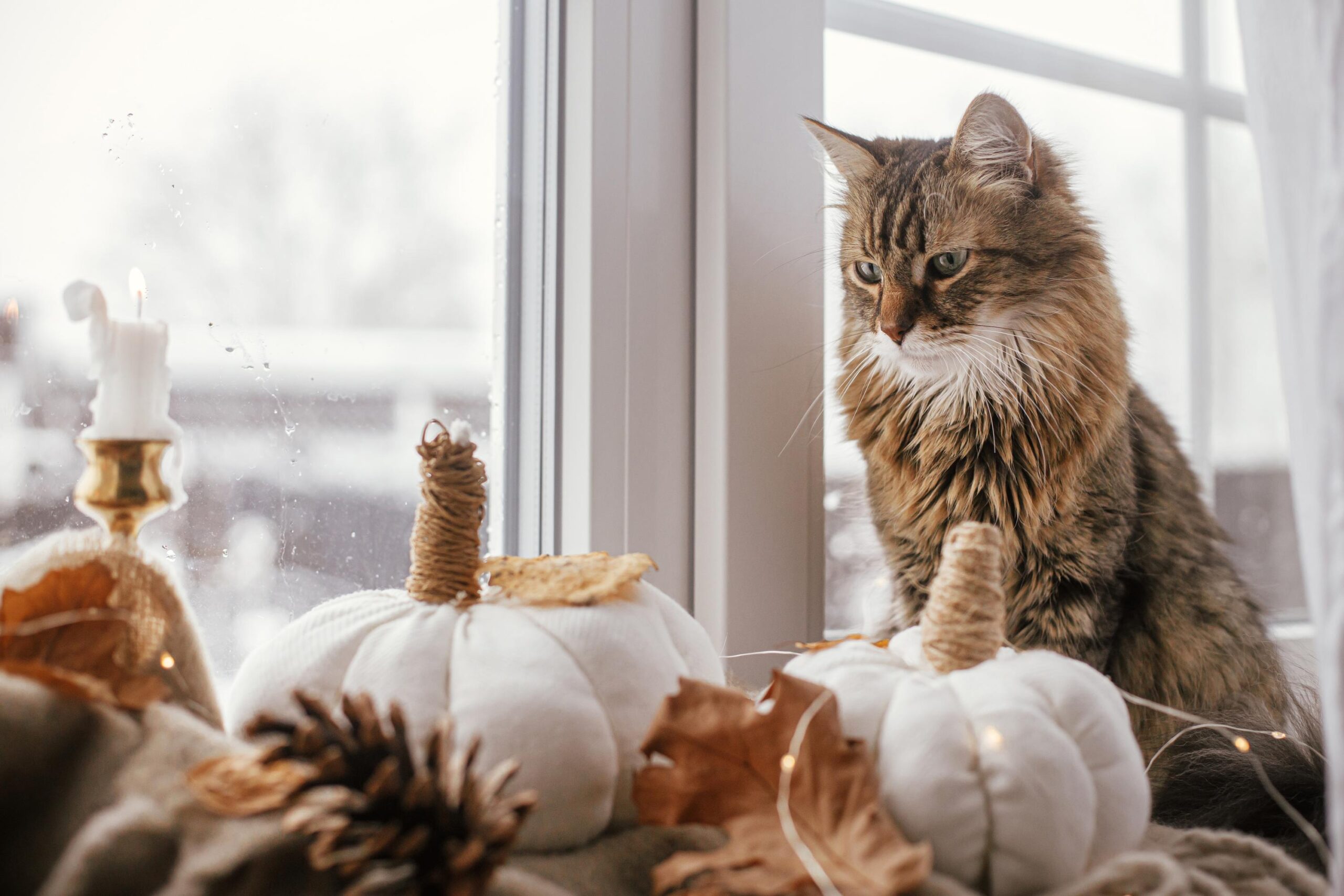 Cute cat sitting at pumpkins pillows, fall leaves, candle, lights on cozy brown scarf on windowsill. Adorable tabby cat relaxing on background of hygge fall home decor. Happy Thanksgiving