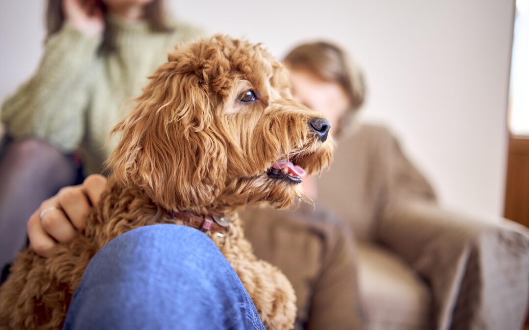 Natural Dog Chews That Last Longer: A Practical Guide for Canadian Pet Parents