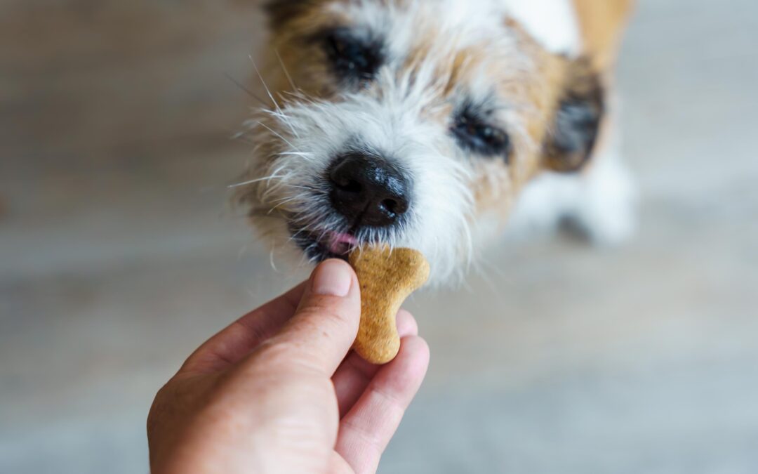Read Pet Treat Labels Like a Pro: A Friendly Canadian Guide to Trustworthy Treats