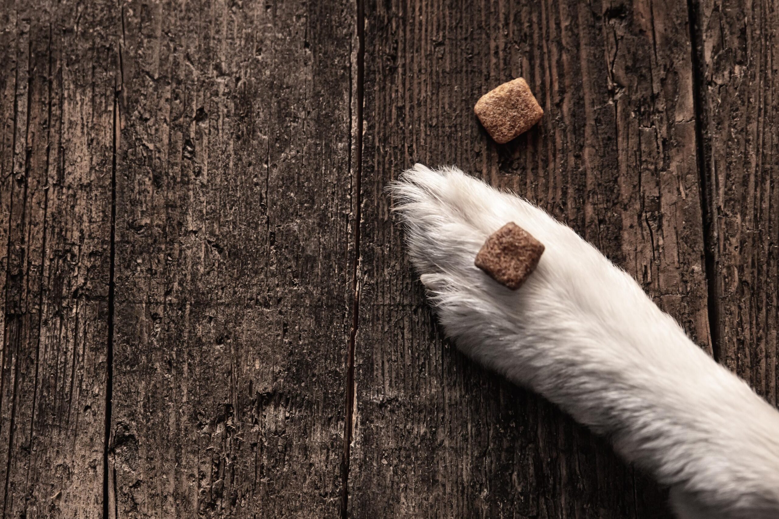 Kibble or dog food goodies lying on a paw on wooden table, training and upbringing, topview