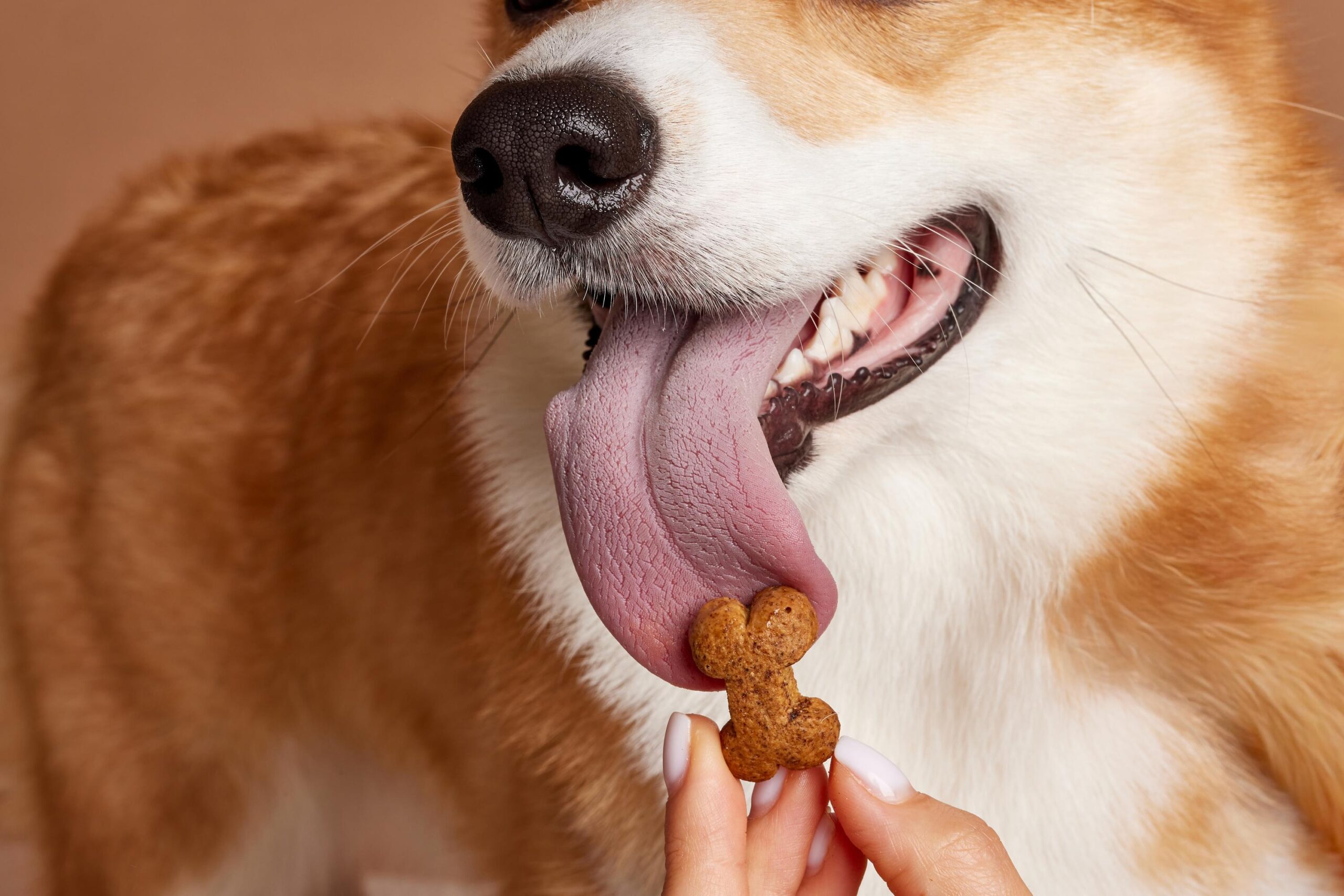 Close up of corgi licking dog treat from hand concept of reward based training