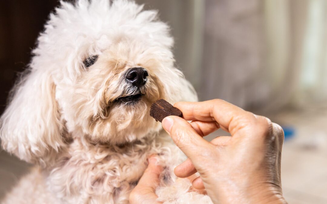 Natural Long-Lasting Dog Chews: How to Spot Quality Before You Buy (A Canadian Guide!)