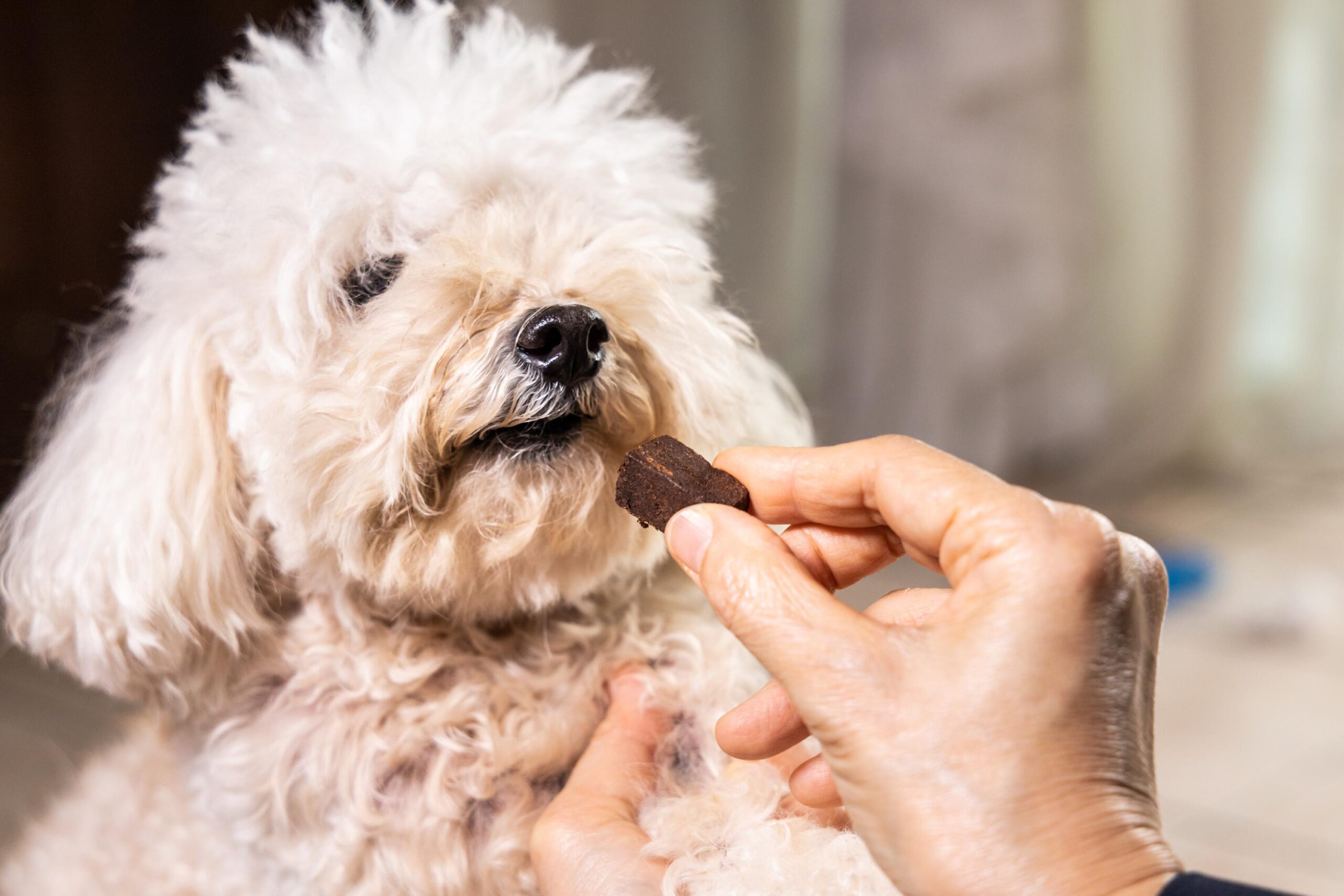 Closeup on hand feeding pet dog with chewable to protect and treat from heartworm disease
