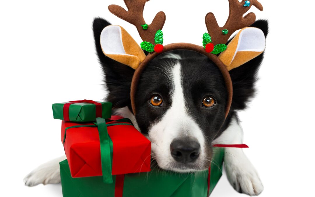 Why Canadian-Made Pet Products Make Restocking a Breeze