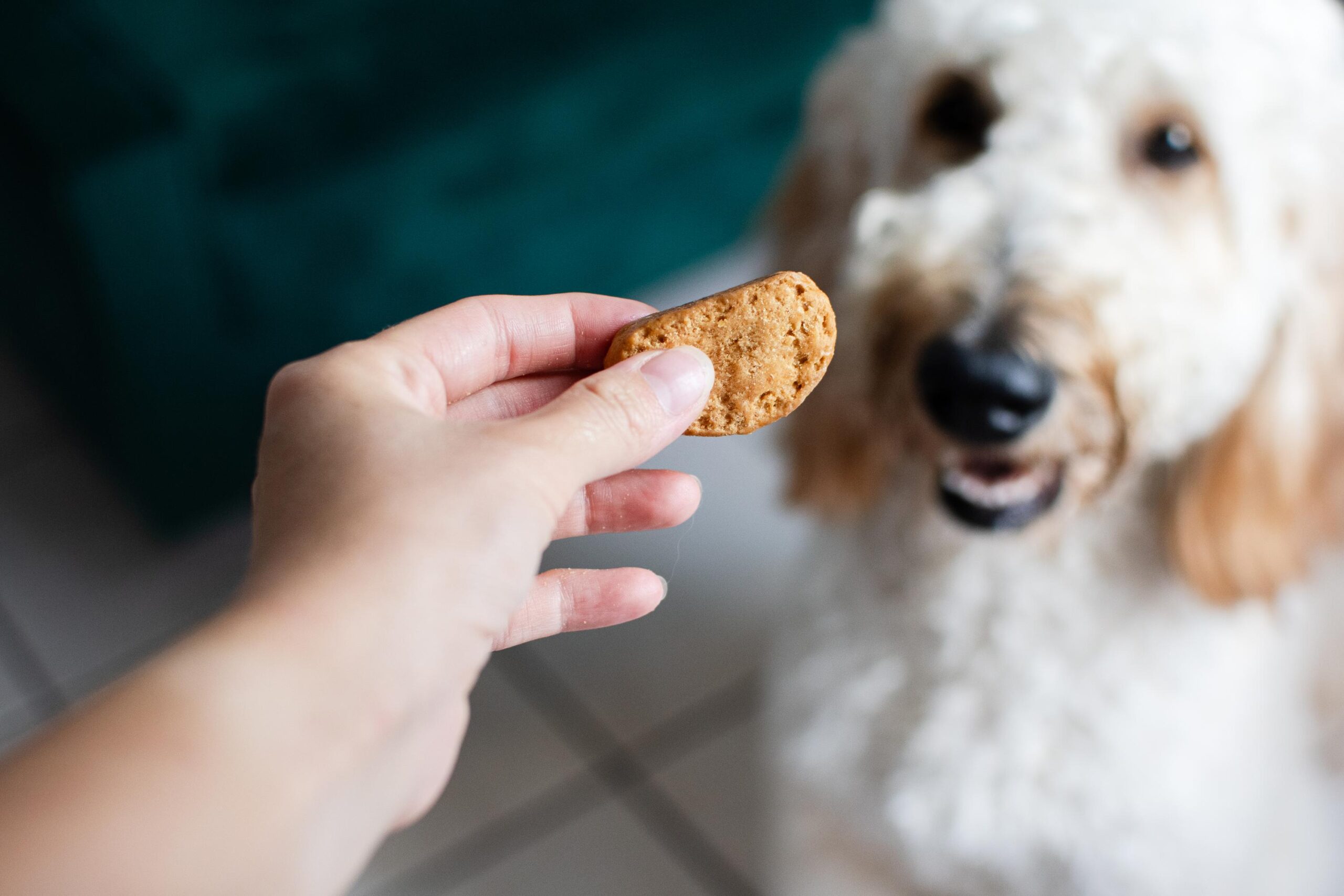 Human hand offering a treat to a dog. Golden doodle getting a treat cookie from the owner. Dog care concept. Copy space.