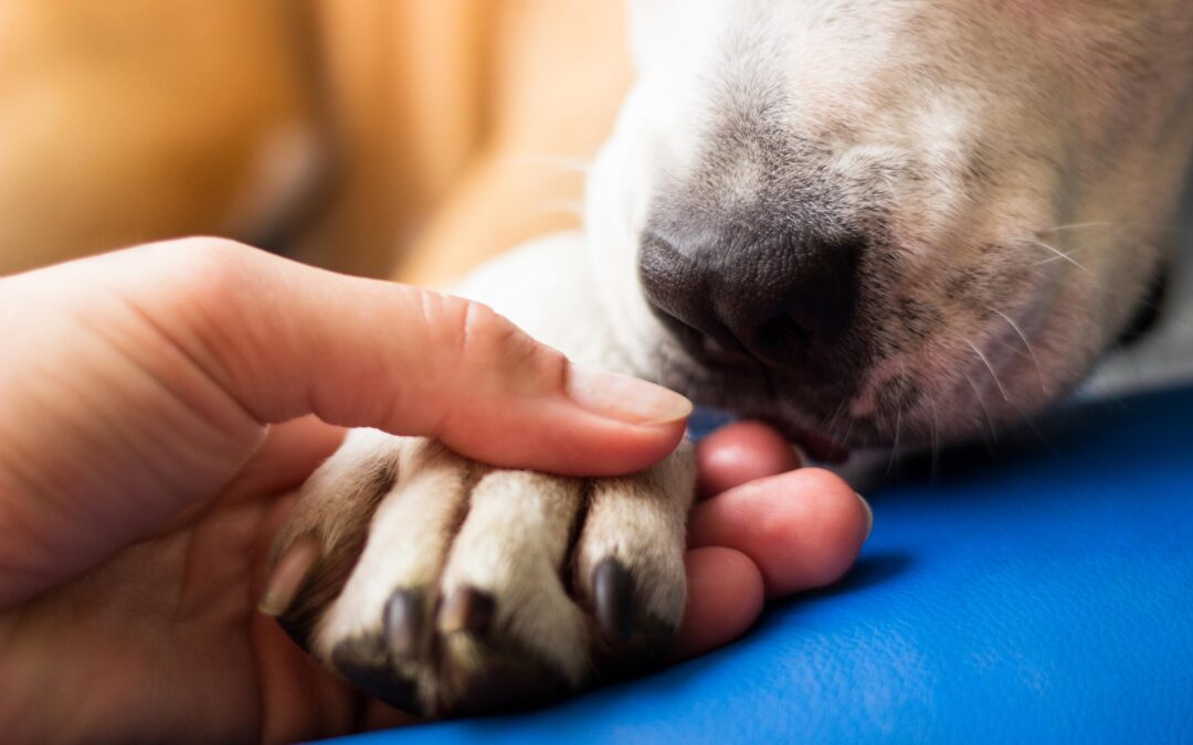 Chew on This, Canada: How to Spot Quality in Natural Long‑Lasting Dog Chews