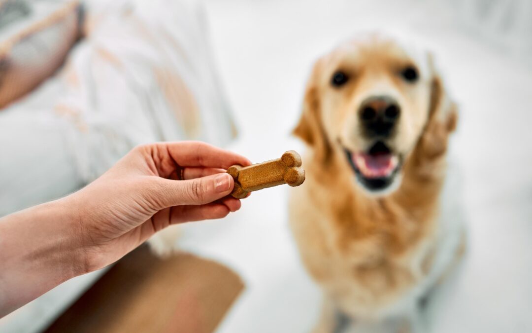 Natural Long-Lasting Dog Chews: How to Spot Quality and Value (The Canadian Way!)