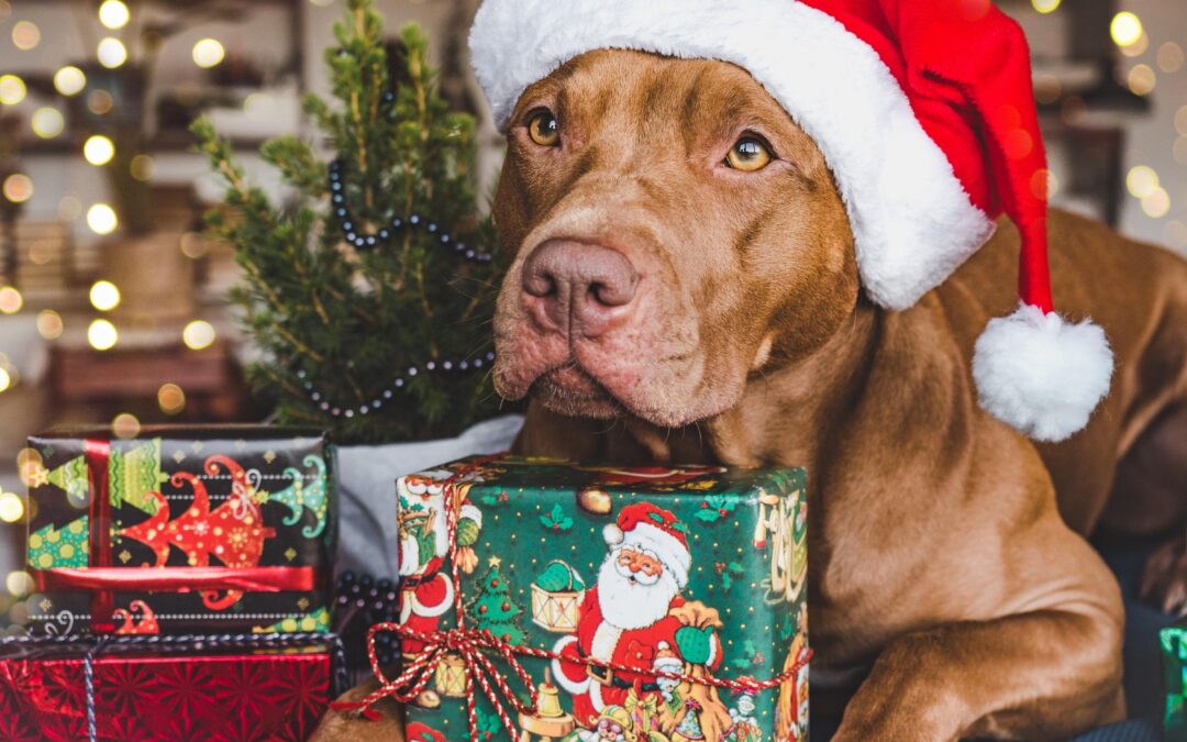 Why Buying Canadian Pet Products Makes Everyday Restocking Easy