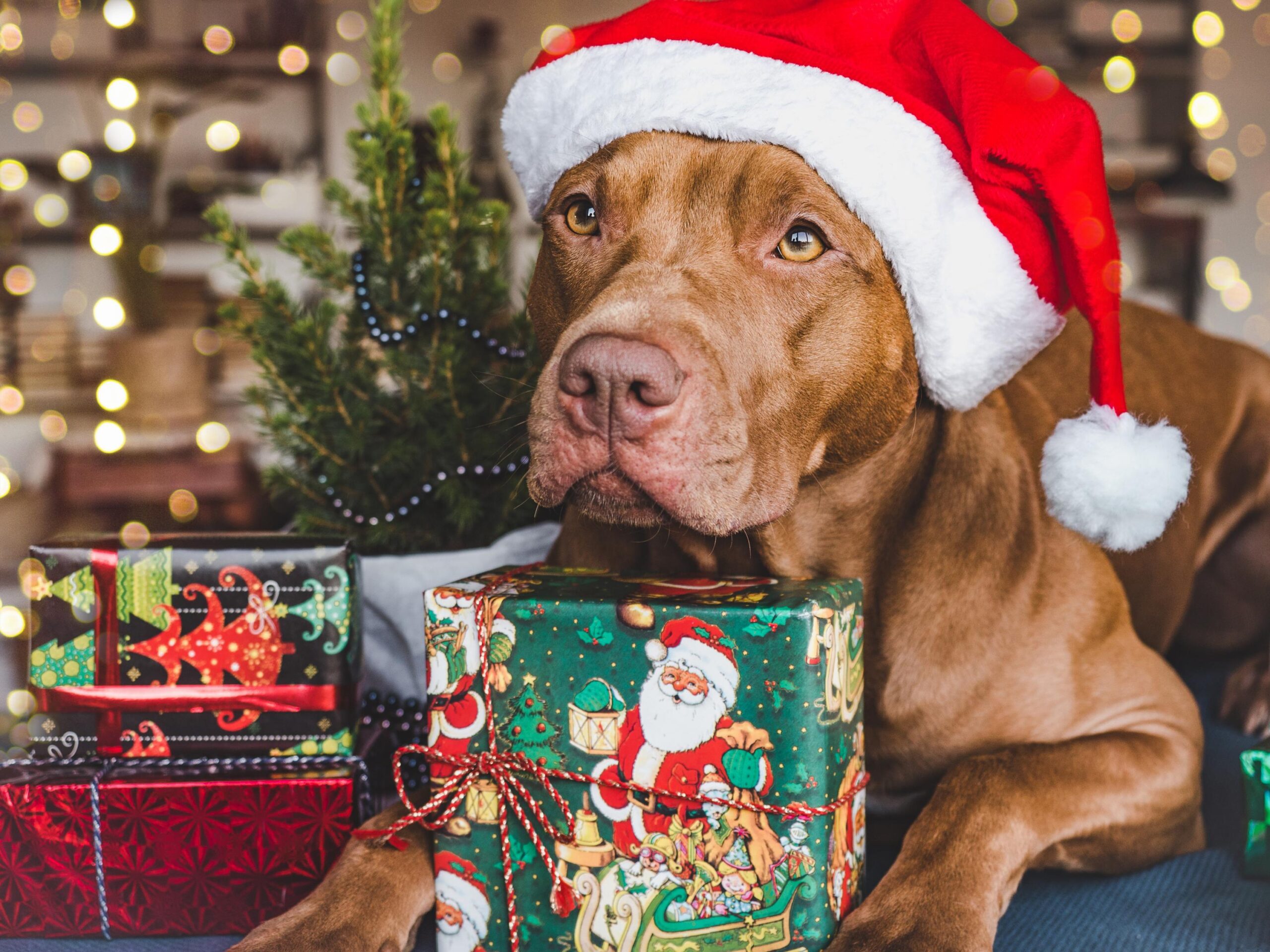 Adorable brown puppy and festive boxes with New Year patterns