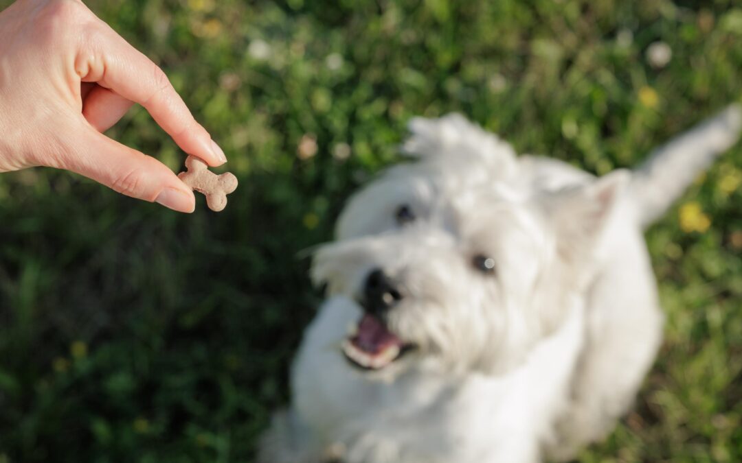 The Canadian Guide to Natural Long-Lasting Dog Chews: Spot Quality and Real Value