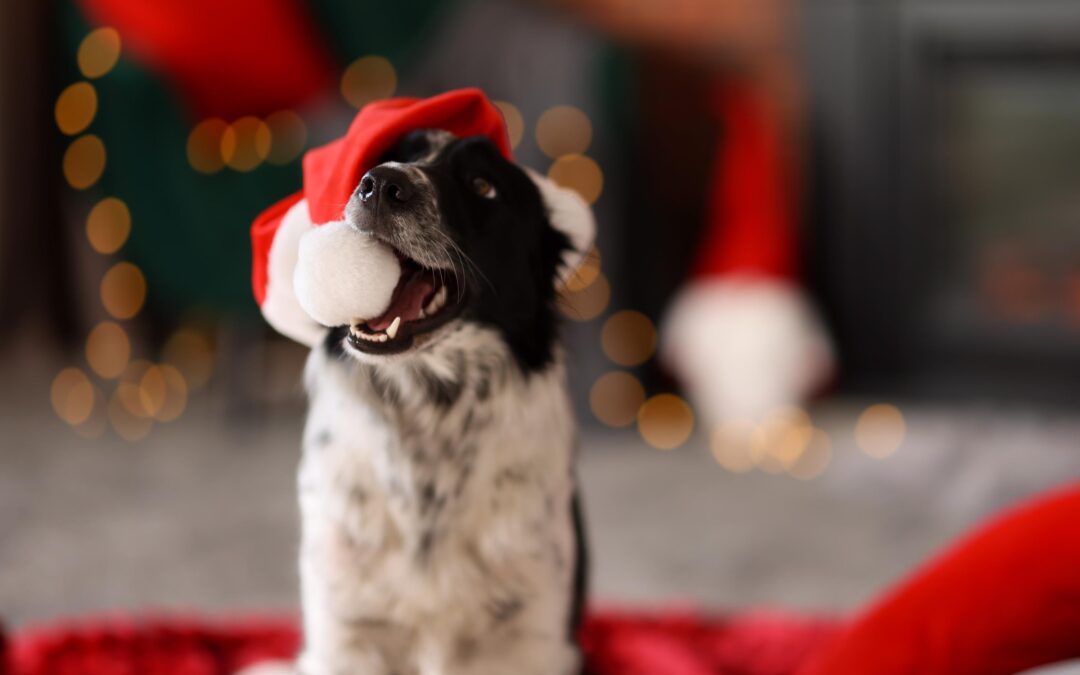 Restocking, Simplified: The Canadian-Made Advantage for Pet Parents