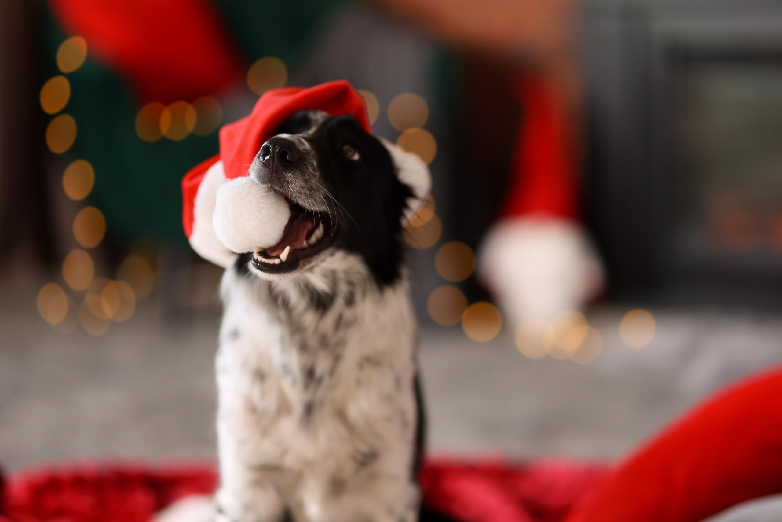 Cute dog with Santa hat at home, space for text. Christmas atmosphere